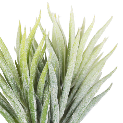 Vickerman 5" Artificial Green and White Seneco Succulent Pick 6 Pack.