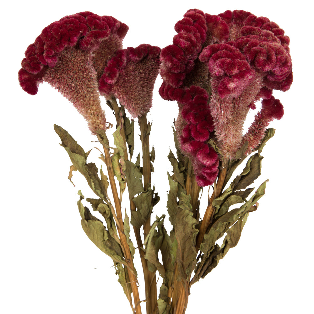Vickerman Natural Botanicals 18-24" Burgundy Dried Celosia Coxcomb 4 oz. Bunch.