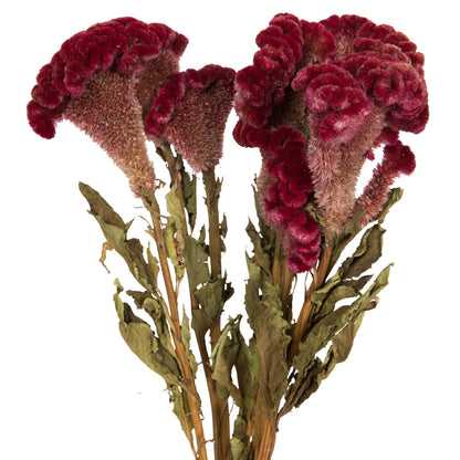 Vickerman Natural Botanicals 18-24" Burgundy Dried Celosia Coxcomb 4 oz. Bunch.