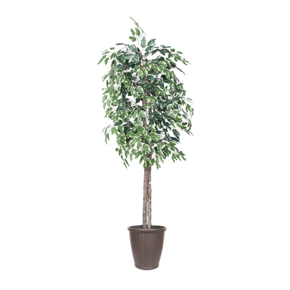 Vickerman 6' Artificial Variegated Ficus Tree Brown Round Plastic Container.