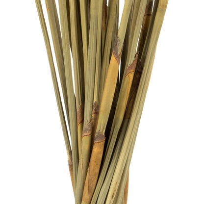 Vickerman 40" Natural Elephant Reed 10 oz Bundle Dried