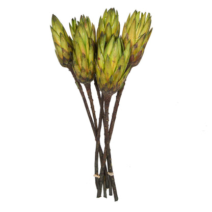 Vickerman 14" Basil Repens on a Natural Stem.  Includes 6 Stems per Bundle Dried