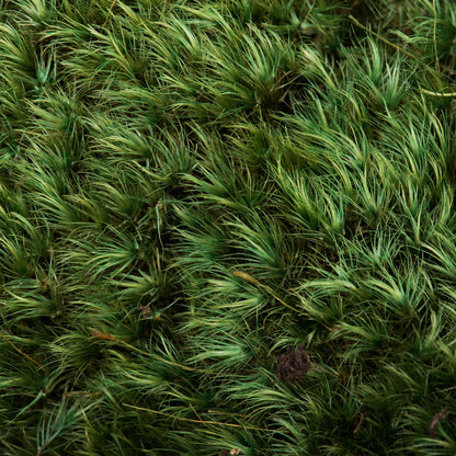 Vickerman Premium Green Mood Moss Preserved