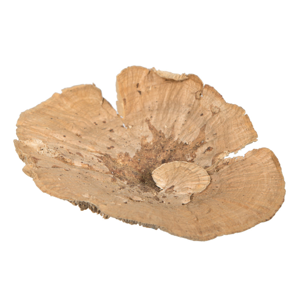 Vickerman Natural Botanicals 4"-6" Sponge Mushroom Medium. Includes 50 pieces per Pack.