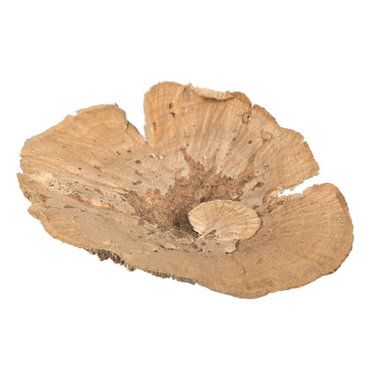 Vickerman Natural Botanicals 4"-6" Sponge Mushroom Medium. Includes 50 pieces per Pack.