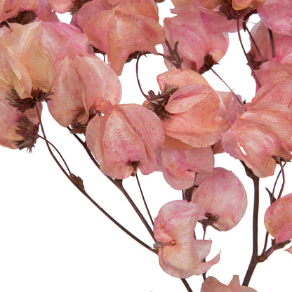 Vickerman 13.5-17" Pink Dried Cara Blossom Bundle Preserved.