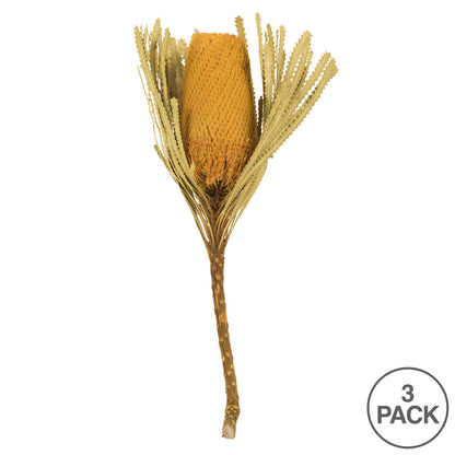 Vickerman 12" Jumbo Yellow Banksia Flower with Stem. Includes 3 Stems per Pack. Dried