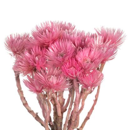 Vickerman 13-14" Light Pink Everlasting Flowers approximately 23 blooms Dried