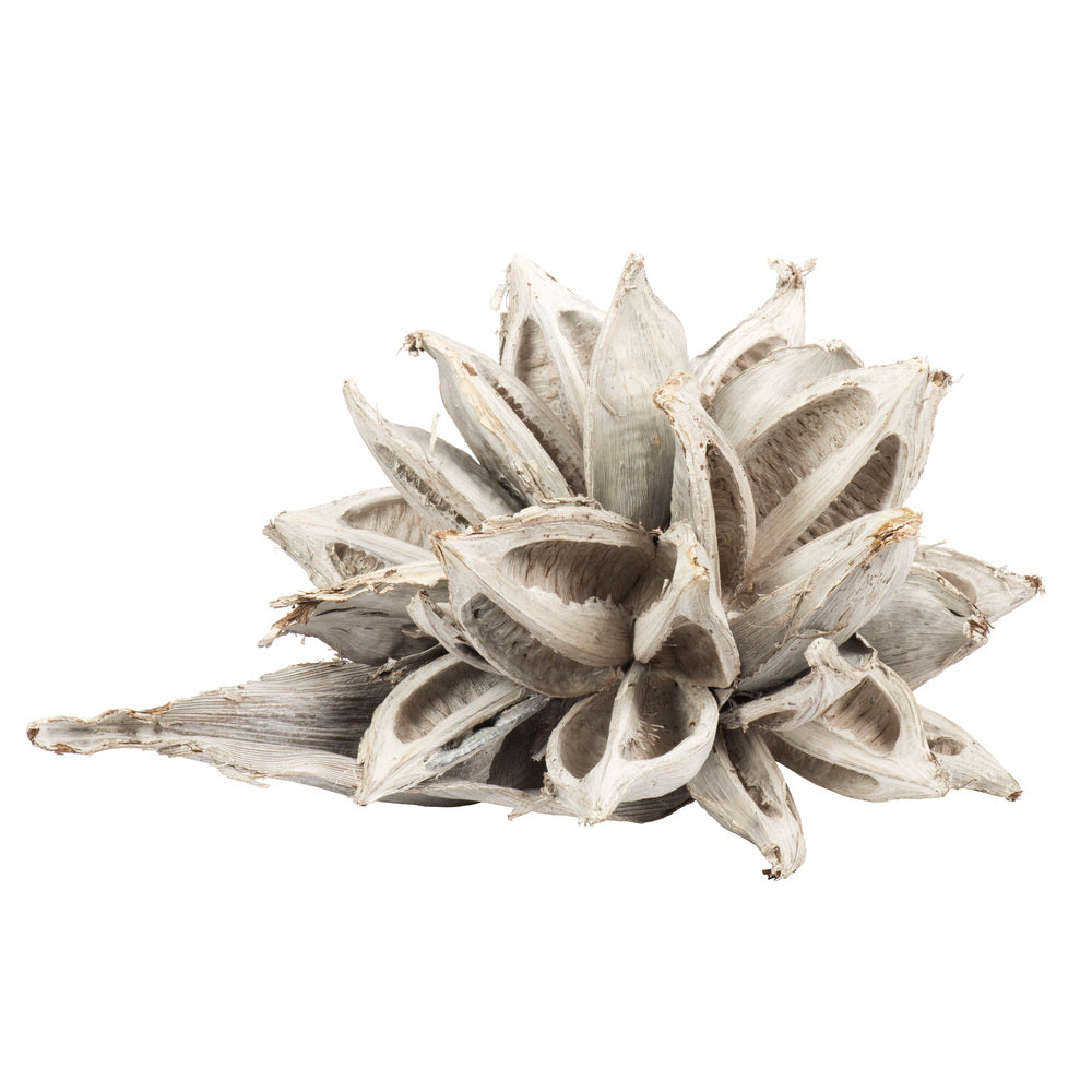Vickerman 12-16" White Wash Star Pod Extra Large