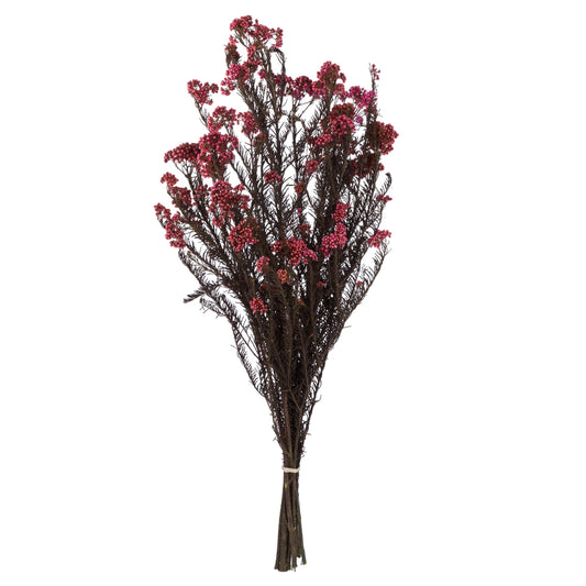 Vickerman 16-23" Pink Rice Flower. Comes in a 4.25 oz Bundle. Preserved