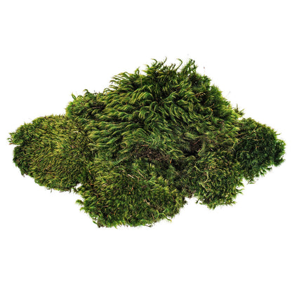 Vickerman Premium Green Mood Moss Preserved
