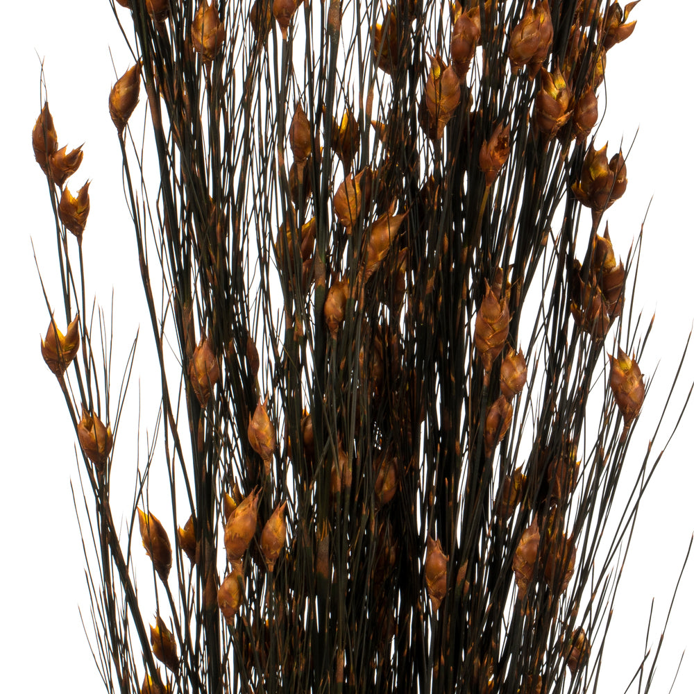 Vickerman 36-40" Autumn Bell Grass with Seed Pods 8-9 oz Bundle Preserved