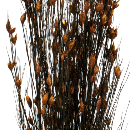 Vickerman 36-40" Autumn Bell Grass with Seed Pods 8-9 oz Bundle Preserved
