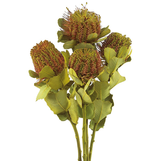 Vickerman 14-16" Banksia Coccinea Basil 4 Stem Bunch Preserved