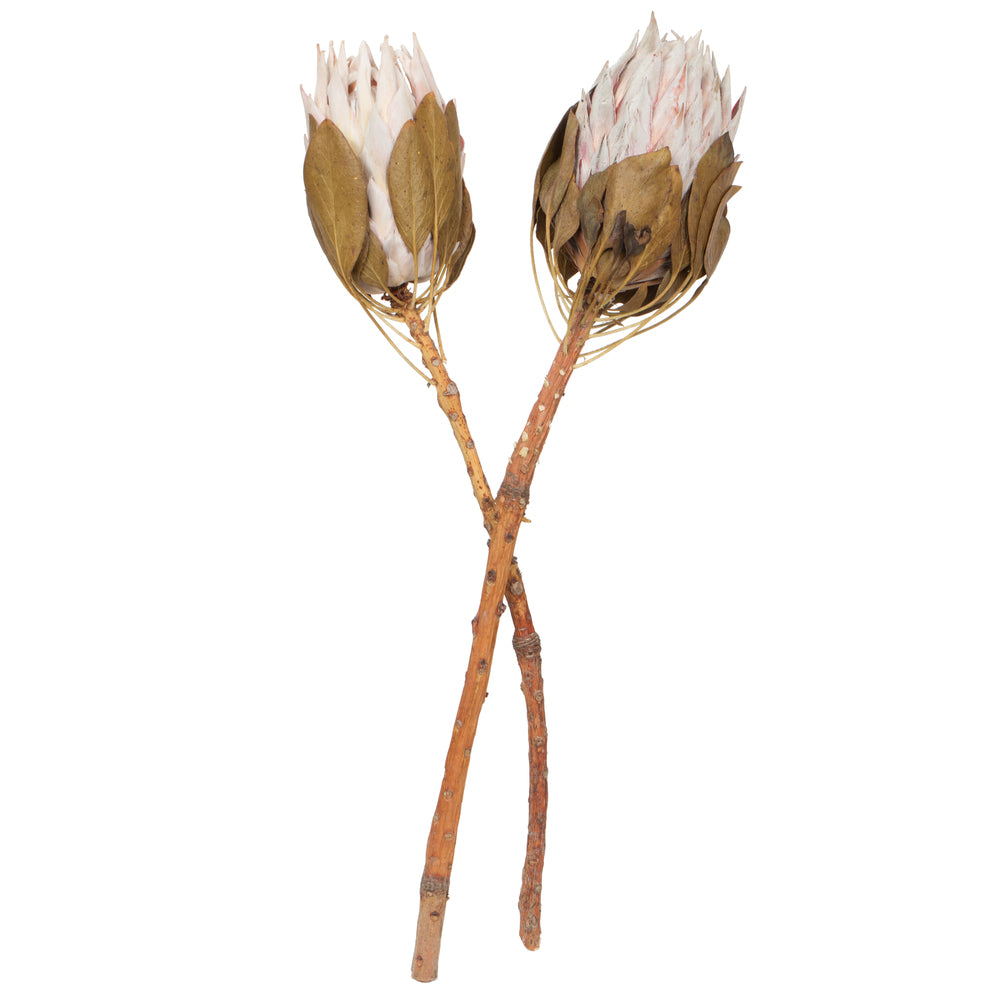 Vickerman 11-13" Blush King Protea Stem Includes 2 per Pack Dried