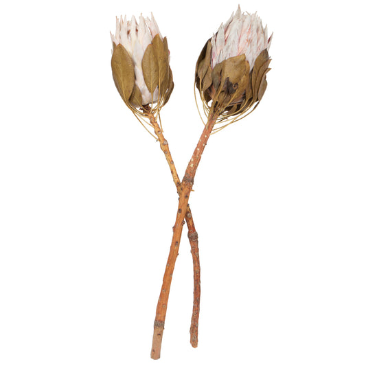 Vickerman 11-13" Blush King Protea Stem Includes 2 per Pack Dried