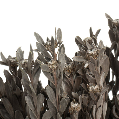 Vickerman 18-20" Silver White Pubescens 5 oz Bundle Preserved