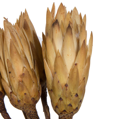 Vickerman 14" Cream Repens on a Natural Stem.  Includes 6 Stems per Bundle Dried