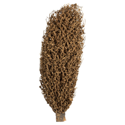 Vickerman 22 x 7" avg Natural Olympia Seed Pod 1 piece Dried