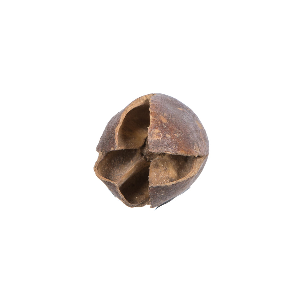 Vickerman Natural Botanicals 0.78" Bakuli Natural. Includes 6.6Lb per Pack