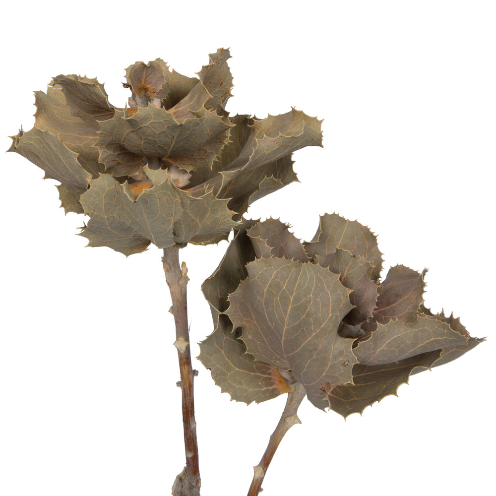 Vickerman Natural Botanicals 14" x 6" Queen Flower Small 2 heads per unit