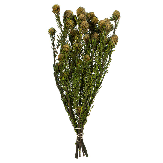 Vickerman 12" Natural Green Tortum Bundle  Preserved