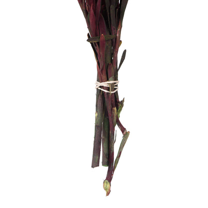 Vickerman 8-20" Merlot Plumosum Female 8 flower heads per bundle Preserved