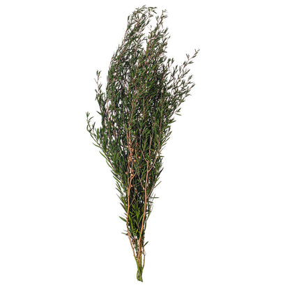 Vickerman 25-36" Green Lepto Longifolia. 6-7 oz Bundle. Preserved