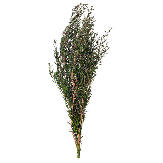 Vickerman 25-36" Green Lepto Longifolia. 6-7 oz Bundle. Preserved