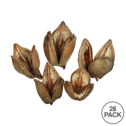 Vickerman 3-4" Natural Sora Pods Bulk Case 25/pk Dried