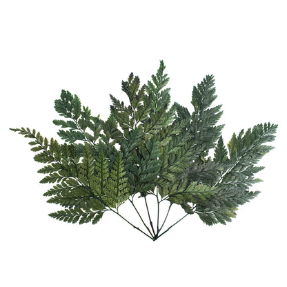 Vickerman 6-10" Fern Green Fern - Davalia 6 stems Preserved