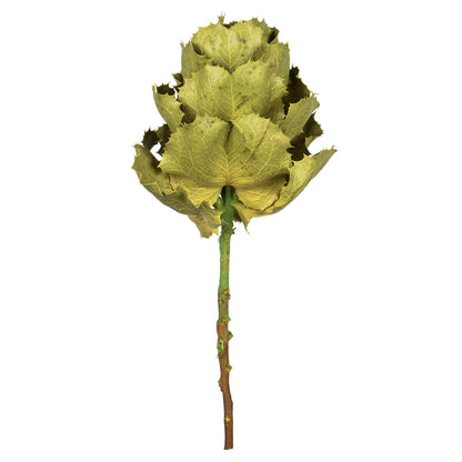 Vickerman 8" flower Basil Queen Flower 1 stem Dried