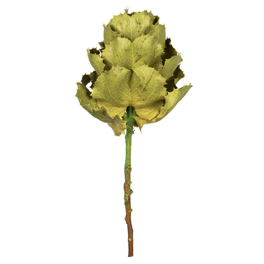 Vickerman 8" flower Basil Queen Flower 1 stem Dried