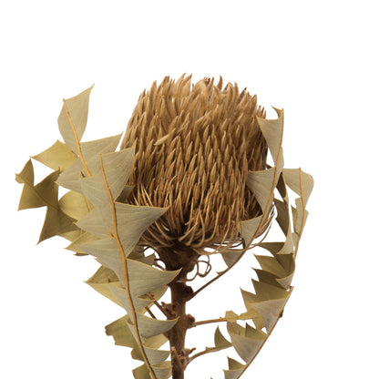 Vickerman 12" Natural Baxteri (Banksia) Flower with Stem. Includes 3 Stems per Pack Dried