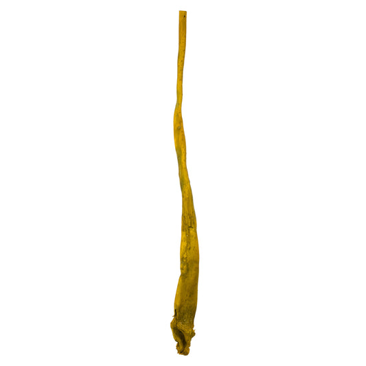 Vickerman 36-38" Basil Kelp - (Sea Kelp)  1 piece per pack Dried