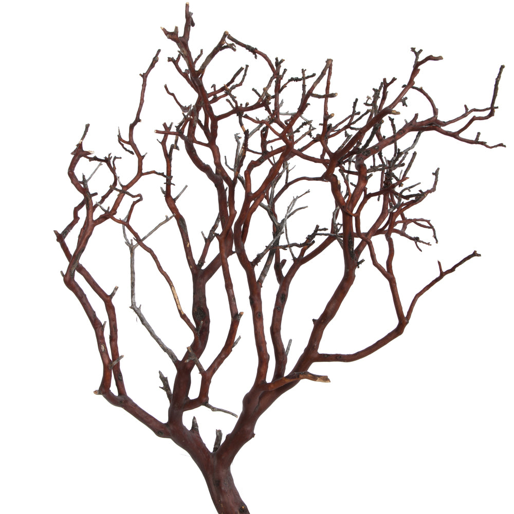 Vickerman Manzanita Tree Natural 24" Dried