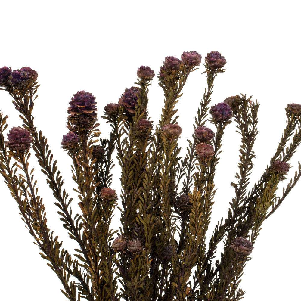 Vickerman 12" Violet Tortum Bundle Female Preserved