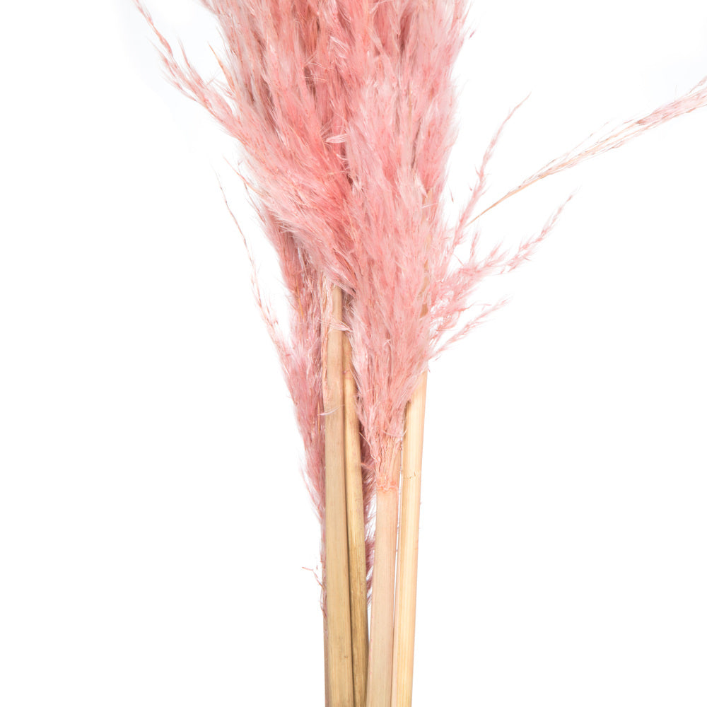 Vickerman 46" Preserved Salmon Pampas Grass 6 pack. It includes two stems. Recommended for Indoor.