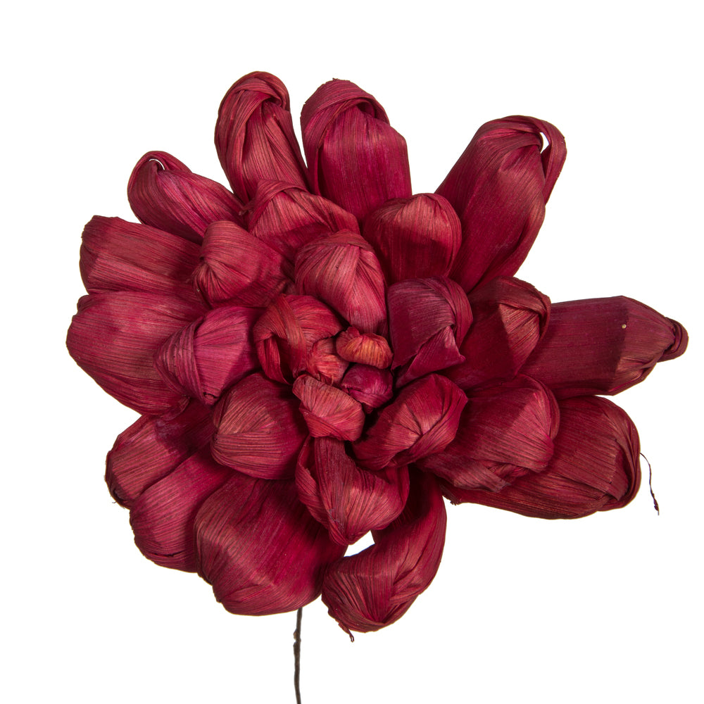 Vickerman Natural Botanicals 6" Bordeaux Maize Dahlia on 18" wire stem- 6 stem/bag. Dried and preserved.