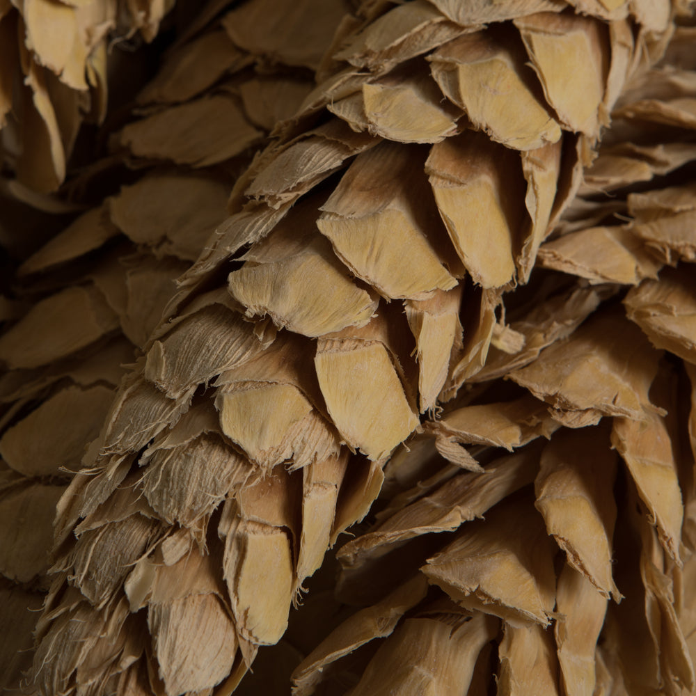 Vickerman Natural Botanicals 10" Strobus Extra Large Bleached. Includes 10 pieces per unit