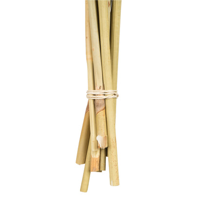 Vickerman 18-24" Natural Spider Knobs on Reed Stem 9 stems Dried