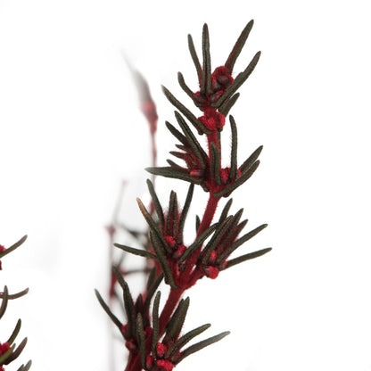 Vickerman 22-26" Red Grabia 5-6 oz Bundle Preserved