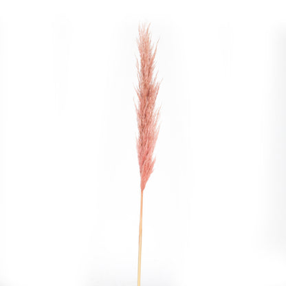 Vickerman 46" Dried Dusty Rose Pampas Grass 6 pack. It includes two stems. Recommended for Indoor.