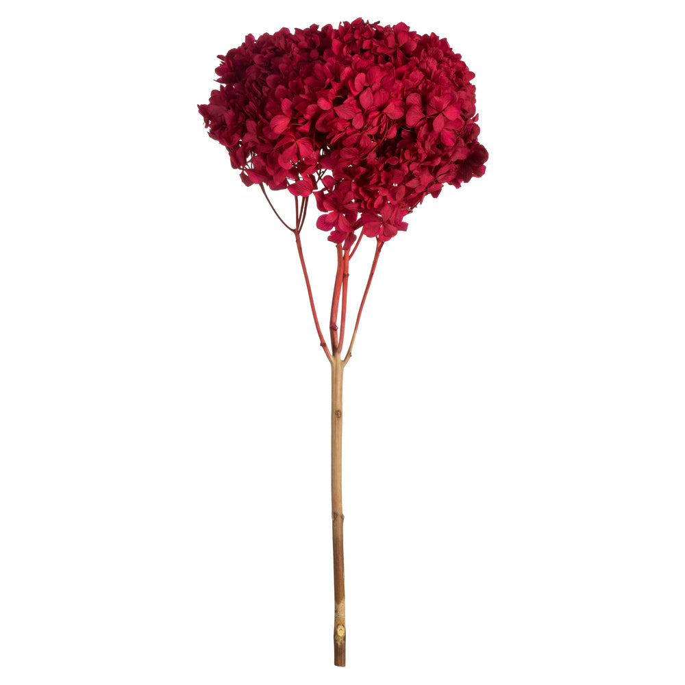 Vickerman 15"  Red Hydrangea with Multiple Branch Segments. Preserved