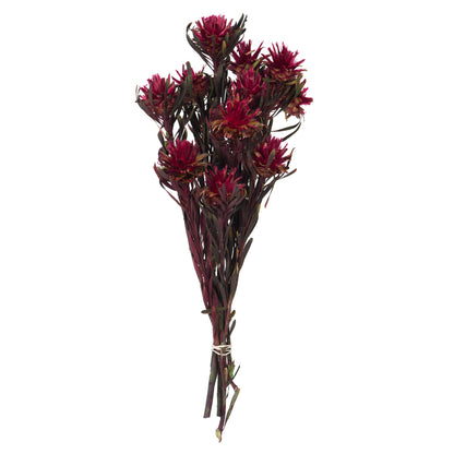 Vickerman 8-20" Merlot Plumosum Female 8 flower heads per bundle Preserved