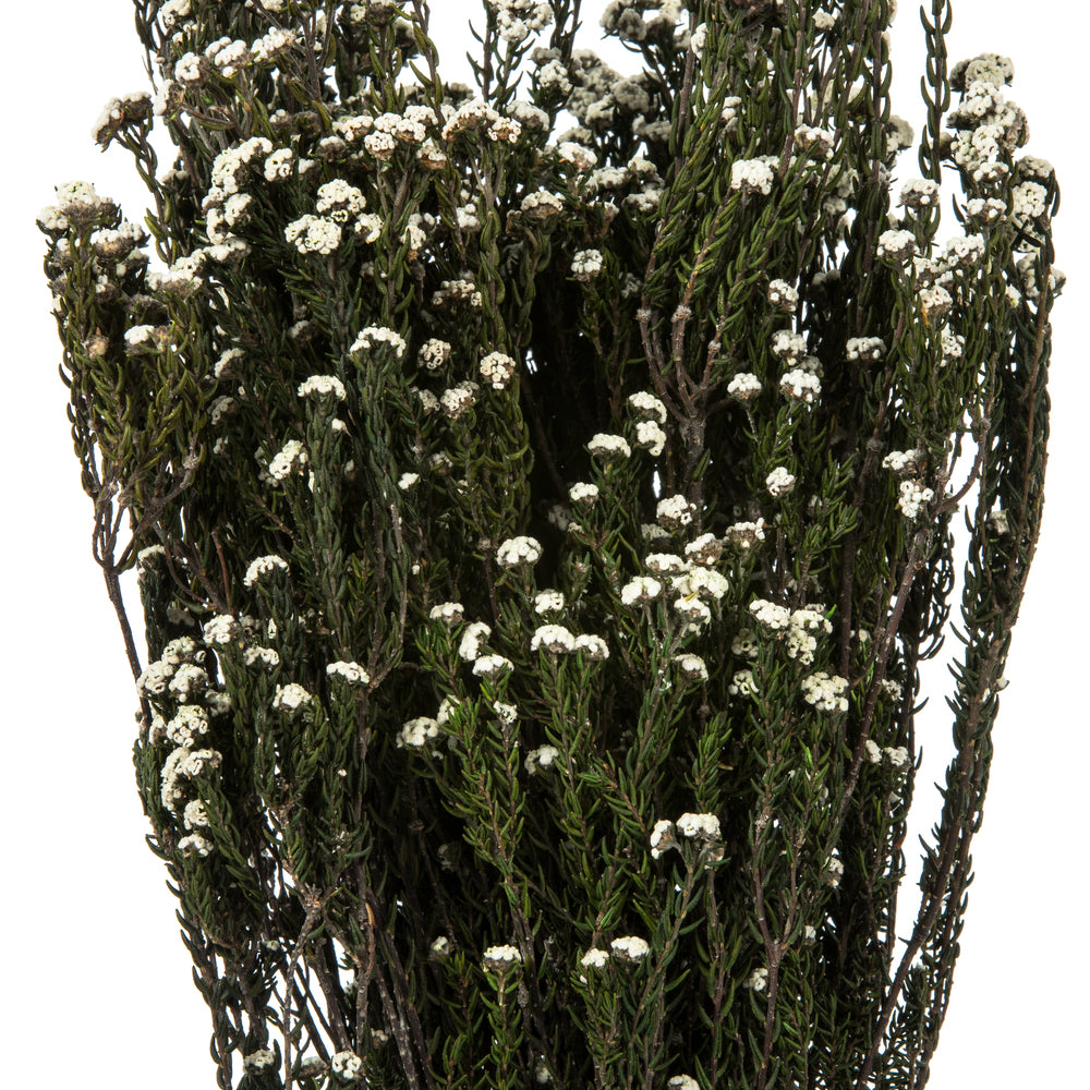 Vickerman 12-22" Natural White Phylica Bundle 5-6 oz Preserved