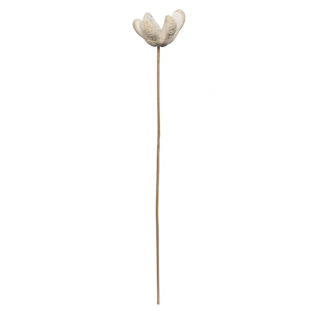 Vickerman Natural Botanicals 20" Bullet Flower Bleached on Stem. Includes 50 Stems per pack.