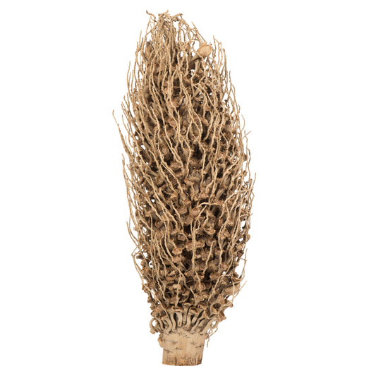 Vickerman 18 x 5" Natural Olympia Seed Pod - Small/Petite 1 piece Dried