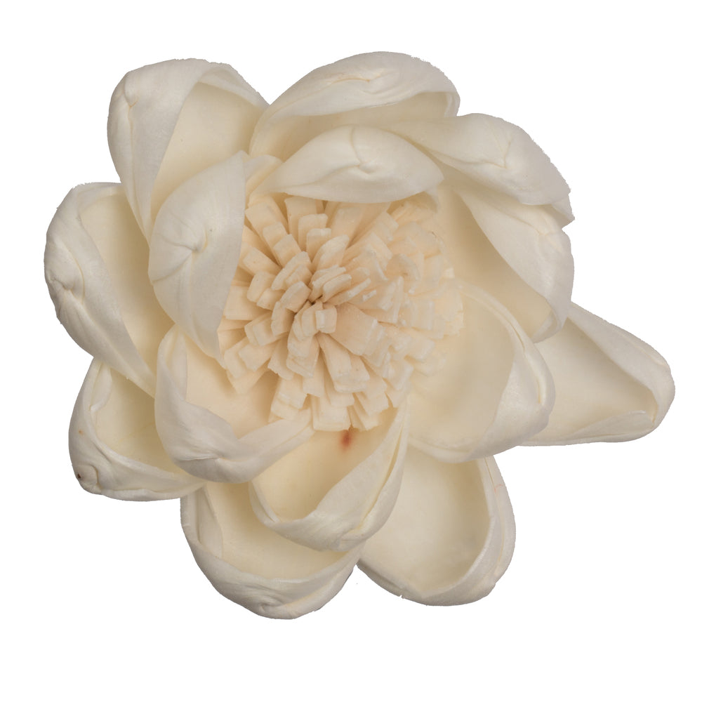 Vickerman Natural Botanicals 1.6"/2.4"/3.2" Assorted Natural Dried Crocus Sola Flower Head 24/bag.