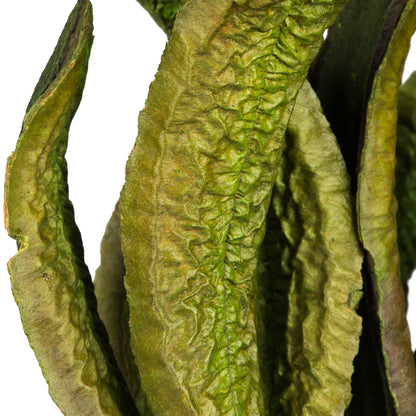 Vickerman 18-22" Basil Estrella 10 stems Dried